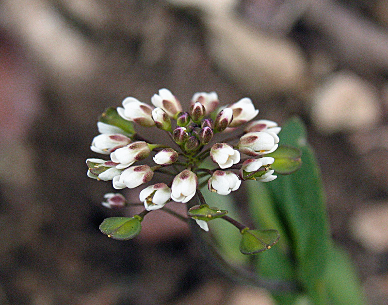 Microthlaspi perfoliatum (=Thlaspi perfoliatum ) / Erba storna perfogliata